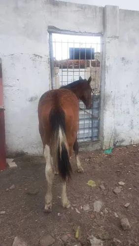 Vendo poltra quarto de milha com mangalarga machador