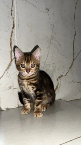 Gato Bengal filhotes