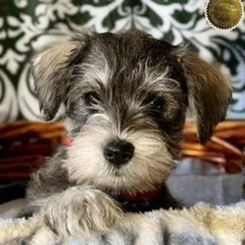 Schnauzer,Schnauzer Filhote Dócil, Amoroso e Ideal para a Família