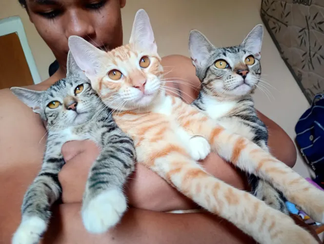 Doação de gatos