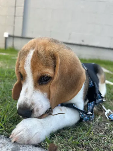 Filhote Beagle 2 meses