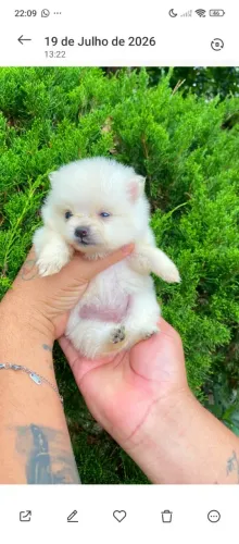 Lulu da pomerania 