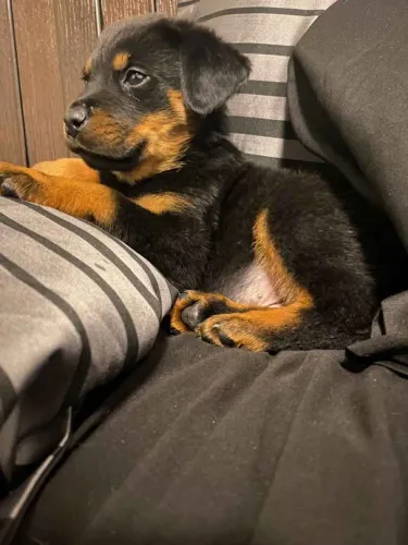 Filhote rottweiler, Lambidas garantidas e felicidade sem fim!
