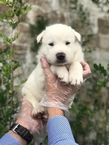 Husky Siberiano- Fêmea disponível com 55 dias, vermifugada -Daniela
