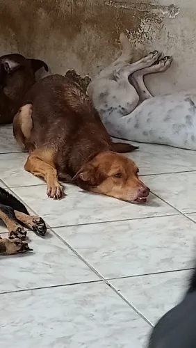 Pets adoção