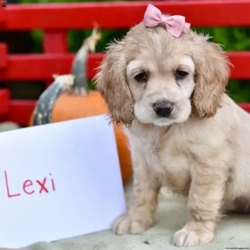 ?Últimos filhotes de Cocker Spaniel Inglês disponíveis?