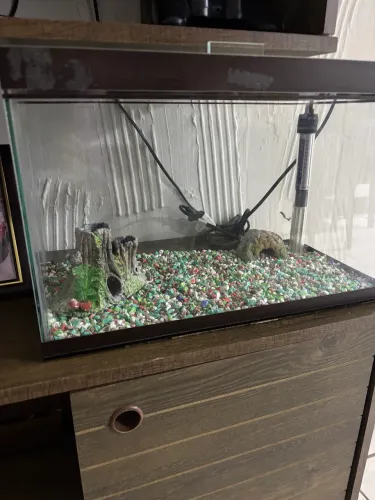 Aquário 32 litros + aquecedor