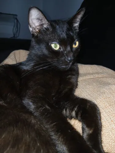 Gato preto lindo 