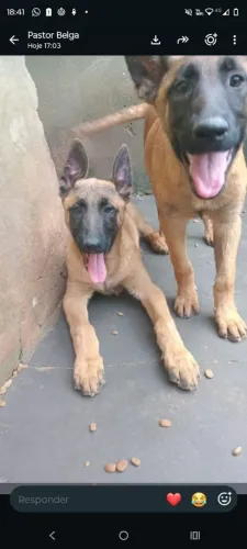 Pastor belga malinois