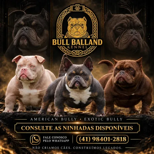 Filhotes American Bully | Bull Balland Kennel