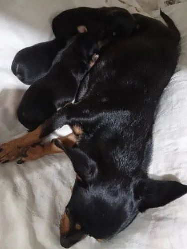 Pinscher 