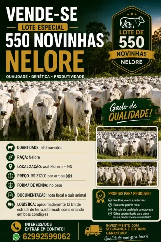 550 Novilhas Nelore