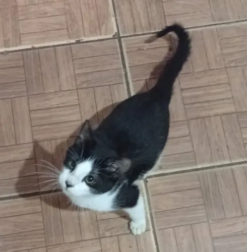 Gato