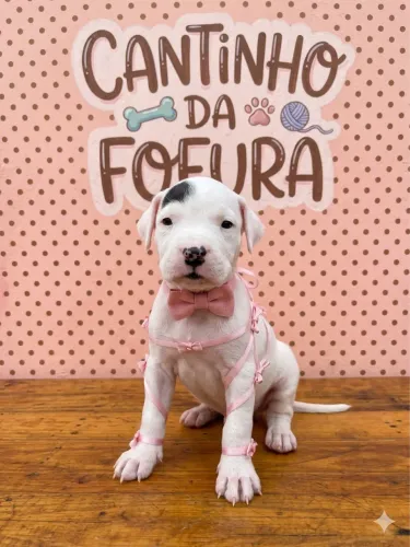 Cachorro Dogo Argentino 