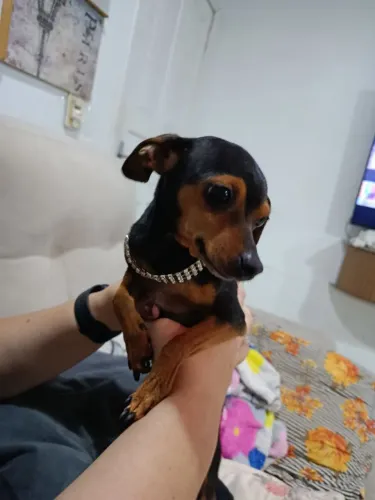 Vendo Pincher fêmea adulta 3 anos dócil, educada fica dentro de casa, não é castrada 