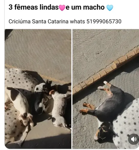 Pincher