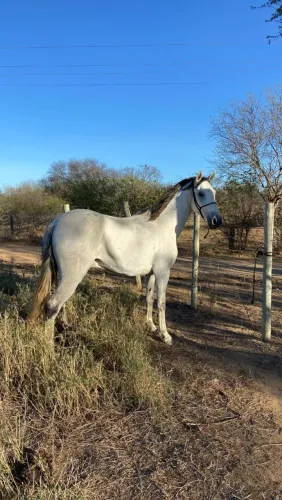 Cavalo