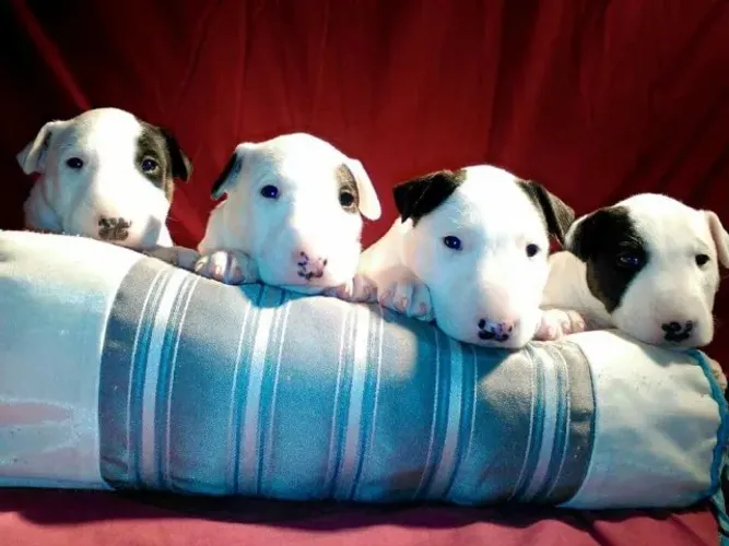 Filhote de Bull Terrier Que Encanta Pelo Jeito Brincalhão