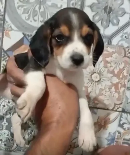 Beagle ótima companhia para família