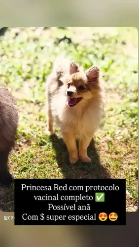 Fêmea de SPITZ na cor Red merle