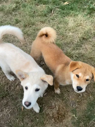 Raça Akita 