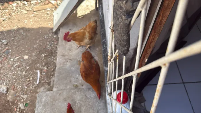 Vendo 4 galos