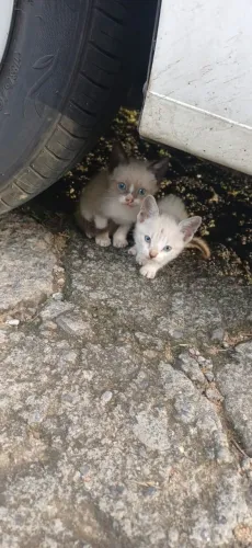 Gatos adoção 