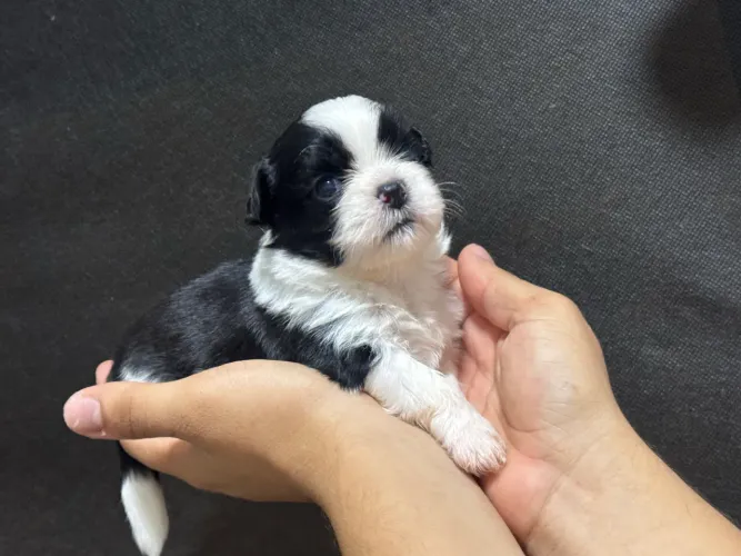 Filhotes de Shih-tzu à venda