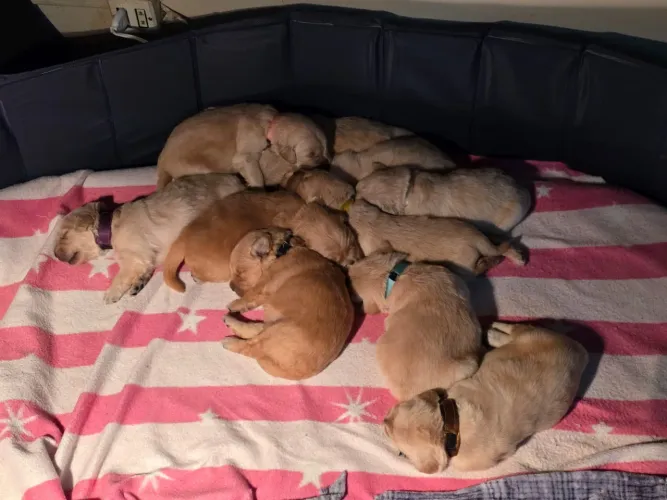 Golden Retriever com pedigree