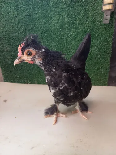 Mini Garnizé modelado