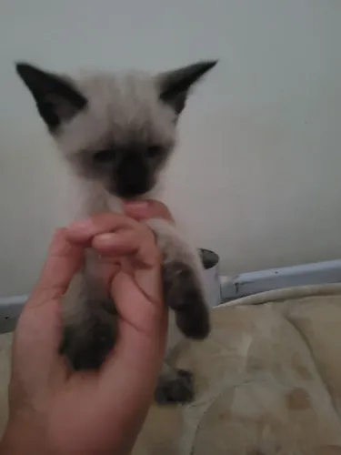 Filothe de gata ziames