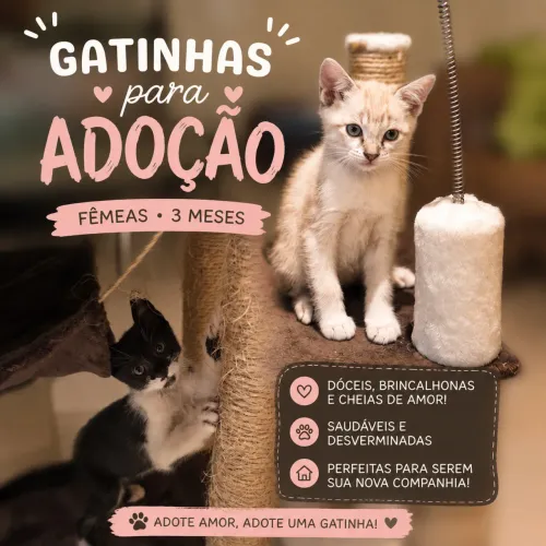 ADOÇÃO GATINHAS