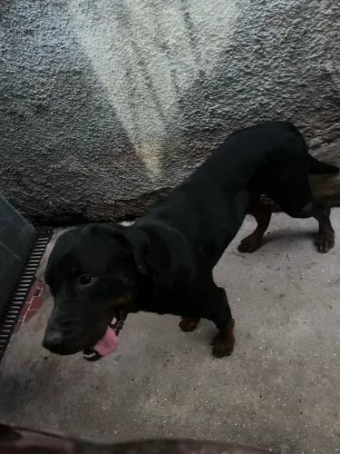 Doação rottweiler macho 