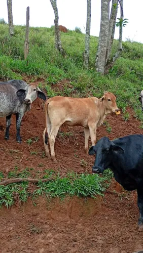 10 bezerras nelorada e mestiça