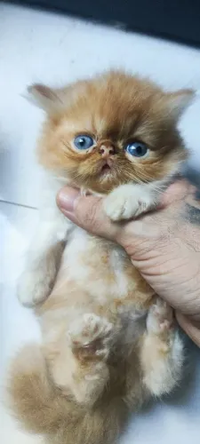 Gatos Persas