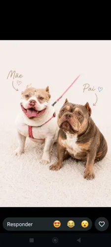 American Bully