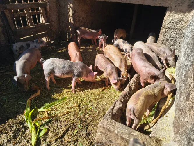 Vendo leitoa caipira viva ou limpa