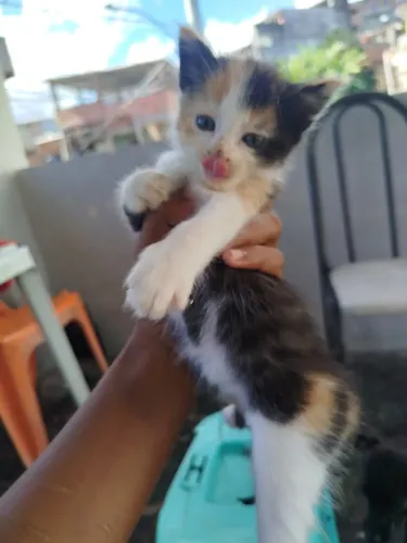 Doa-se gatinhos 