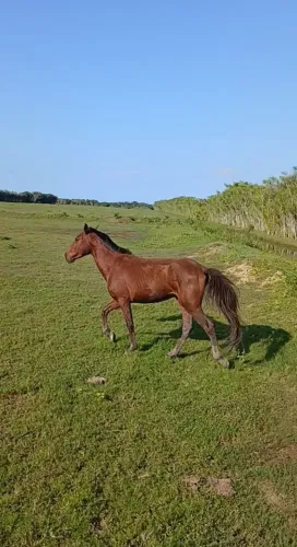 Vendo pordo
