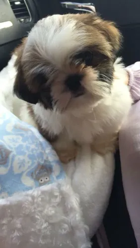 Shih Tzu Filhotinho esperando uma família para chamar de sua