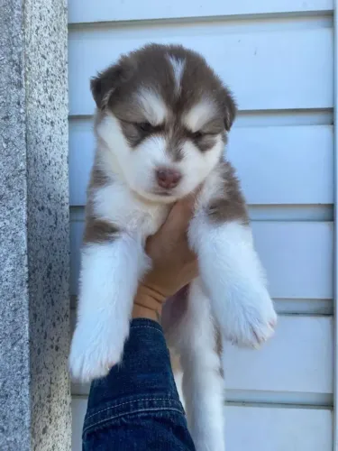 Husky siberiano Um verdadeiro campeão de audiência