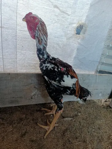 Ovos de índio gigante