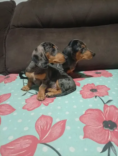 Filhotes de dachshund miniatura