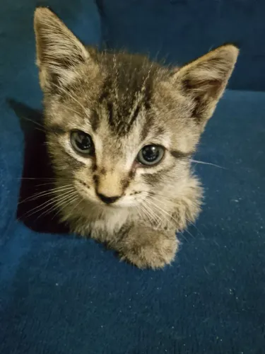 gatinho onça macho