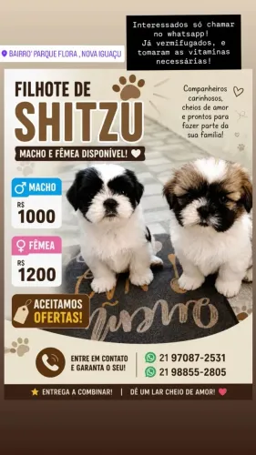 Filhotes de shihtzu