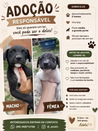 Doação de cachorro 