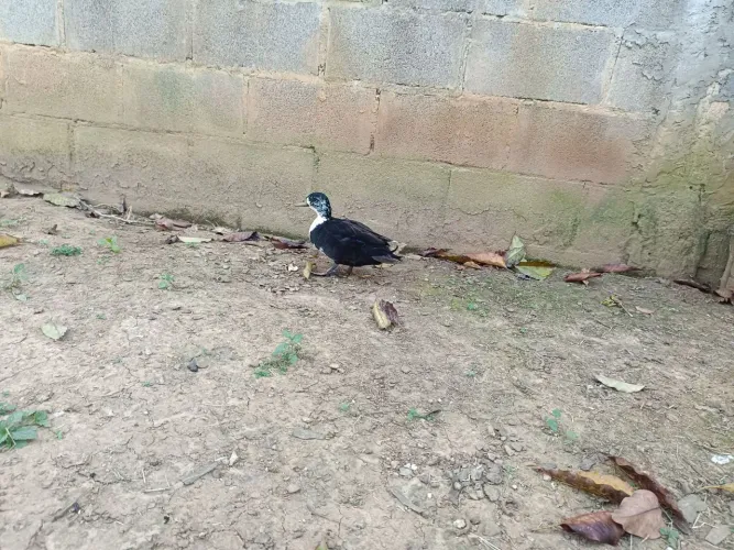 Galinha