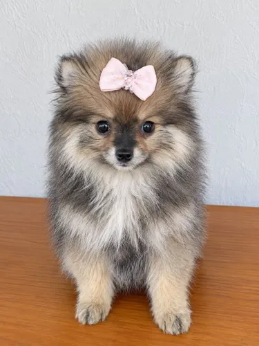 Filhotes de Spitz alemão!!!