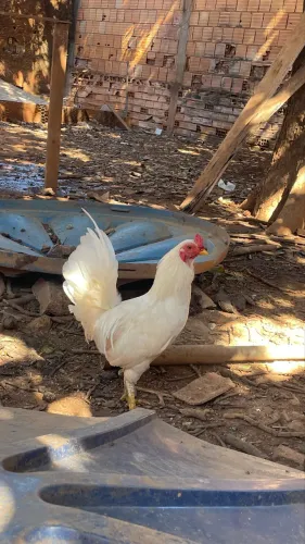 Vendo galo 