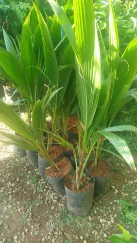 Mudas de coco anão 